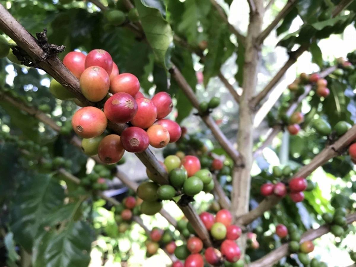 Matayoshi Coffee Farm Villa Higashi Eksteriør bilde