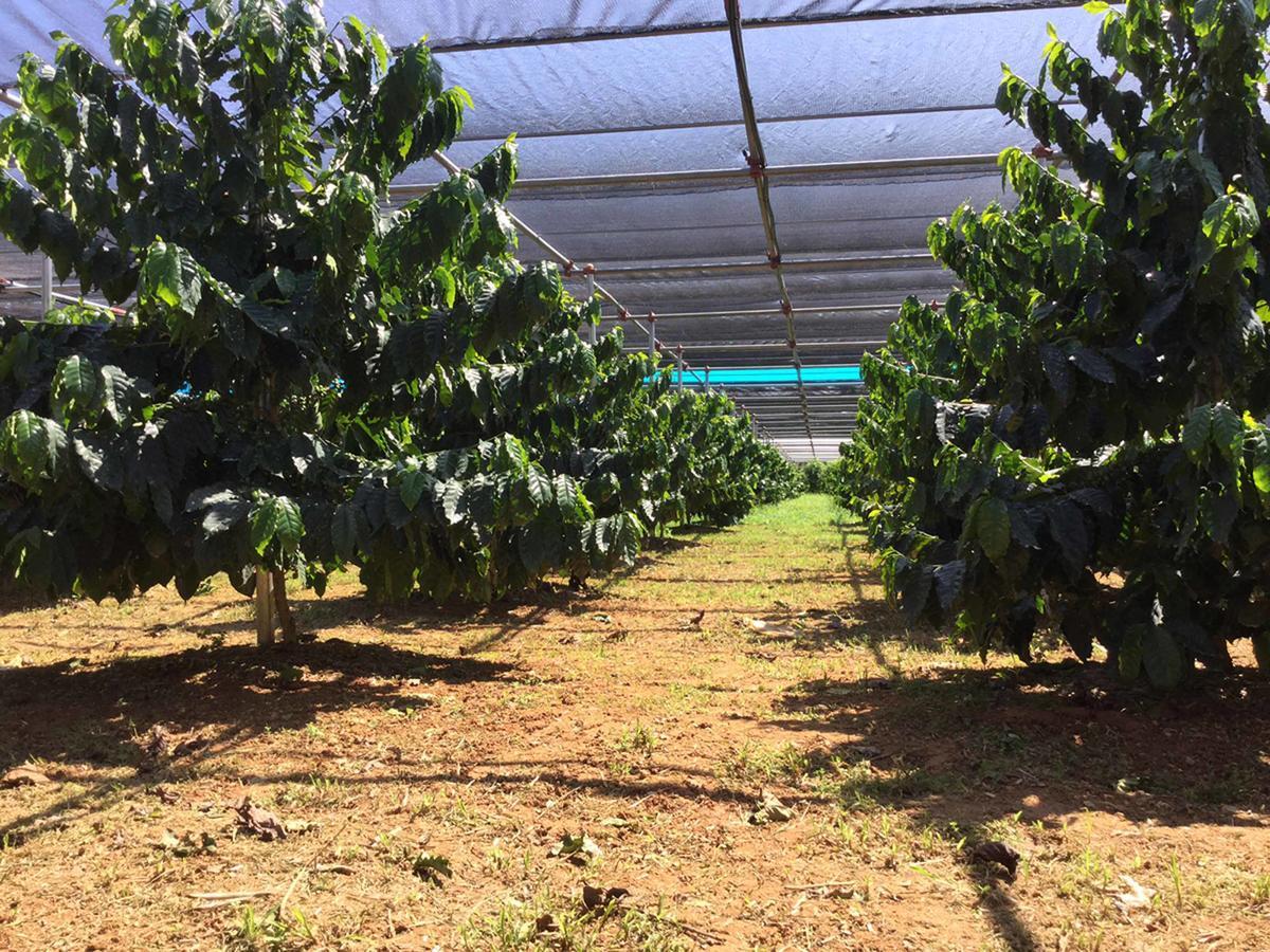 Matayoshi Coffee Farm Villa Higashi Eksteriør bilde