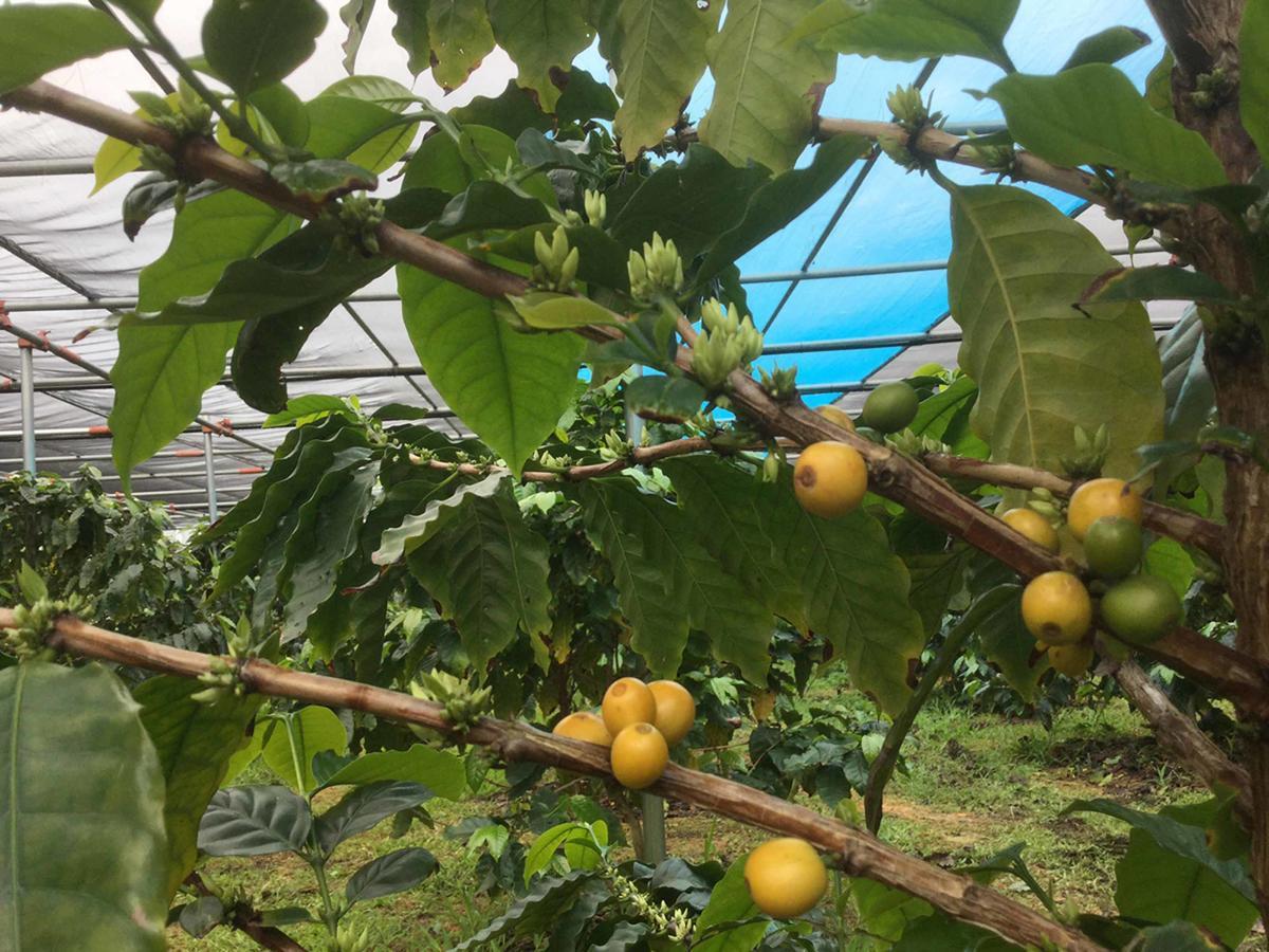 Matayoshi Coffee Farm Villa Higashi Eksteriør bilde
